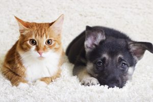 Introducing a New Cat into the Household